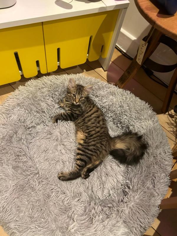 cat.jpg